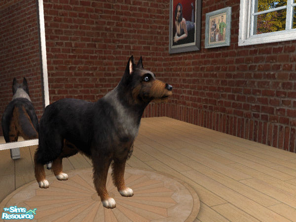 Sims 2 — Oatega by scardy44 — A solidly built dog that loves to fetch!!!