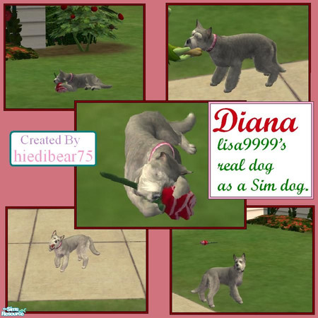 Sims 2 — Diana by hiedibear75 — A very nice and talented fellow TSR member has a very sweet and loving dog in real life.
