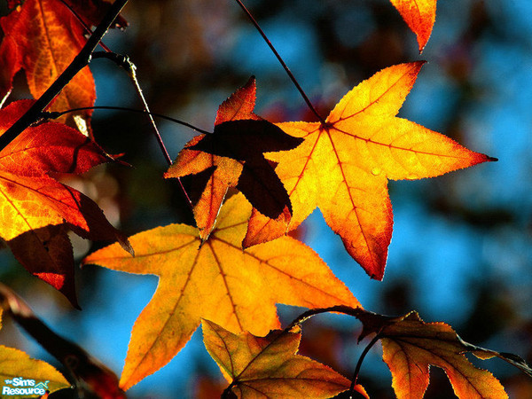 Sims 2 — Nature Picture Set - 1 by Marinarolle — 