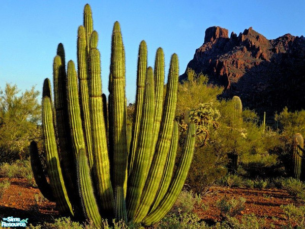 Sims 2 — Nature Picture Set - 14 by Marinarolle — 