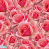 Sims 2 — Roses carpet by TrailRunner782 — A beautiful carpet of pink roses.