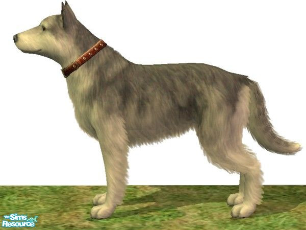 Sims 2 — Utonagan by Wolf91 — A rare breed, this dog closely resembles the wolf. It seldom barks, instead it howls. It is
