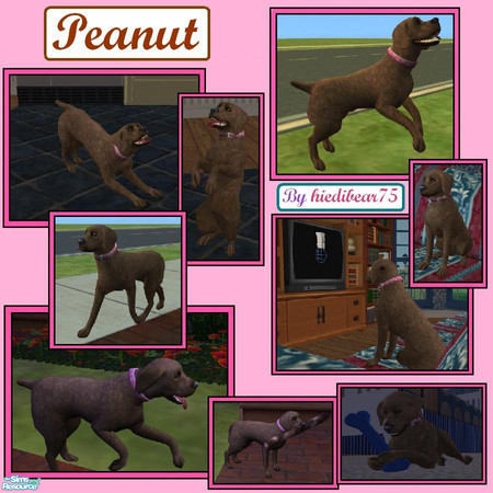 Sims 2 — Peanut by hiedibear75 — Peanut is an adorable little brown poodle. She is fresh from the groomers and ready to