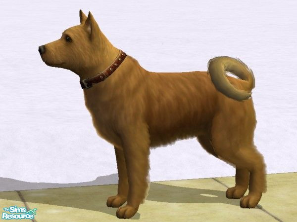 Sims 2 — Finnish Spitz by Wolf91 — 