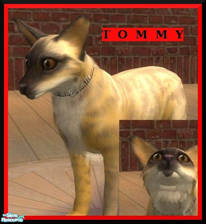 Sims 2 — Tommy by damnanoir — This is the breeding cat between Fennec_sim\'s Fennec and Cindy, my himalayan cat. ENJOI! 