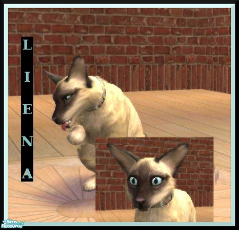 Sims 2 — Liena by damnanoir — This is Tommy\'s twins sister. She\'s breeding cat betweens Fennec_sim\'s Fennec and Cindy,
