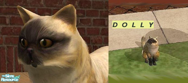 Sims 2 — Dolly by damnanoir — Another breeding cat between my himalayan cat Cindy and Fennec_sim\'s Fennec Fox. ENJOI!