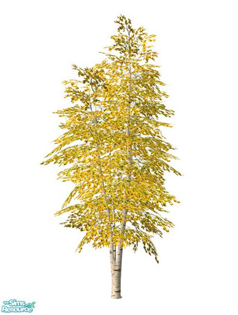 Sims 2 — Birch Tree BASE GAME - Fall Recolor by Murano — Birch tree fall recolor.