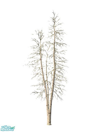 Sims 2 — Birch Tree BASE GAME - Winter Recolor by Murano — Birch tree winter recolor.