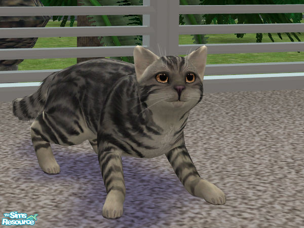 Sims 2 — Britanskaya (grey) by Hopelessness — cat