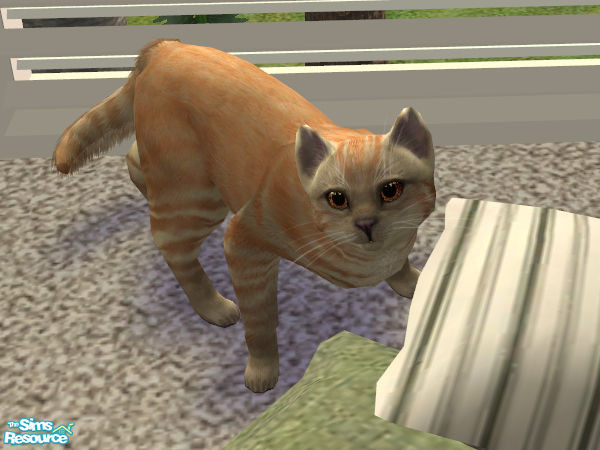 Sims 2 — Britanskaya (red) by Hopelessness — cat