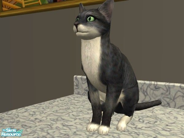Sims 2 — Texas Tabby by spitzmagic — A fun loving kitty looking for a fun loving Sim family to own.