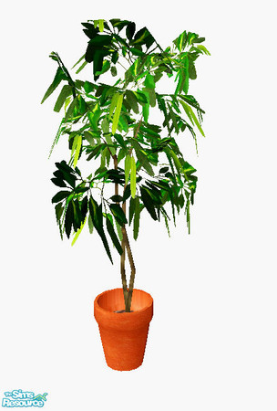 Sims 2 — Shea - plant by steffor — 