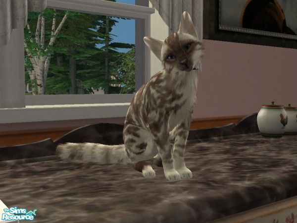 Sims 2 — Texas Ocicat by spitzmagic — Lovely, sweet and ready to play.
