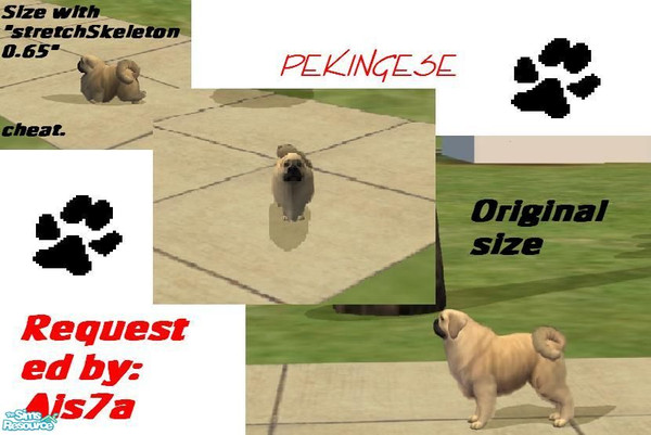 Sims 2 — Pekingese by Wolf91 — A companion dog, this Pekingese is good with children but can be stubborn. A special