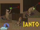 Sims 2 — Ianto by Torchgirl2151 — This is Ianto. He is cat who loves to get attention. He is part Abyssinian and part