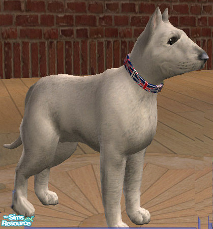 Sims 2 — Laura Simly Flag Dog Collar - United Kingdom Flag by debs913 — Here\'s Winston the Bull Terrier proudly sporting