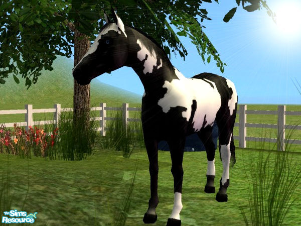 Sims 2 — Basic Paint Horse Set - Overo by xtinabobina — Notice the blue eye?