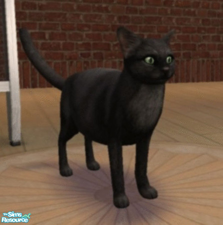 Sims 2 — Monster by theano — This is my big black scaredy cat. He\'s afraid of his own shadow. He\'s a domestic short