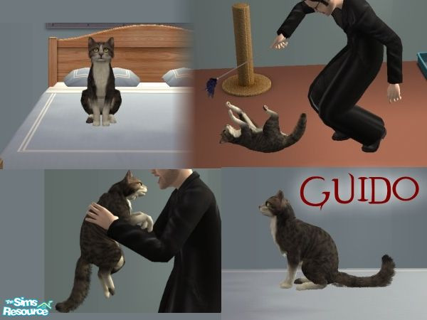 Sims 2 — Guido by Torchgirl2151 — Guido may not be the smartest or cleanest cat in the universe but you\'ll fall in love