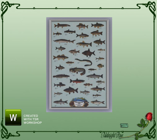 Sims 3 — MRC Freshwater Fish by MidnightRose — An identification poster of freshwater fish