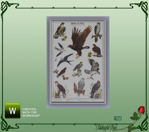 Sims 3 — MRC Birds of Prey by MidnightRose — A poster identifying birds of prey