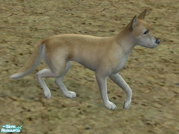 Sims 2 — Dingo by TabbyDragon — This dingo is native to Australia, but is ready to pack up his cosmetics and move to