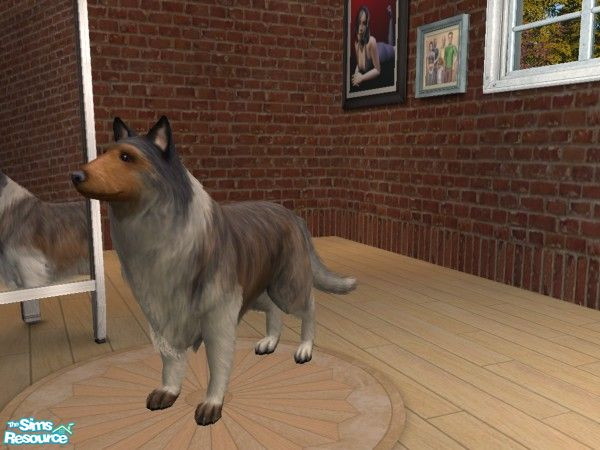 Sims 2 — May  by Wolfie13 — An intelligent and gentle rough collie for your sims to adopt. She is especially good with