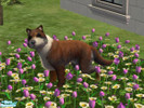 Sims 2 — Shepard Collie by mtc2711 — Mans Best friend has a new race its call the Shepard Collie! This cute dog is a