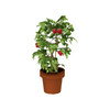 Greenhouse Strawberry Plant - Click to view and download separately!