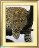 Sims 2 — Leopard 01 Wall Hanging by myrab51 — This is found under \"The Lady on Red\" wall hanging in the base