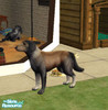 Sims 2 — Collab by BarryChoppa — Collie and Black Lab mix. It\'s appearance may be strange, but it\'s intelligence is