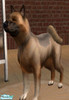 Sims 2 — American Akita by littlebillie — It\'s an American Akita. For more info about this breed see the Wikipedia