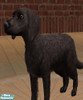 Sims 2 — American Water Spaniel by littlebillie — It\'s an American Water Spaniel. For more info about this breed see the