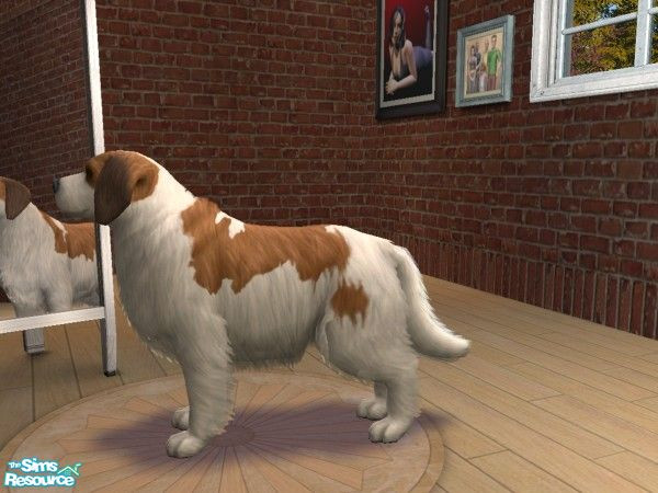 Sims 2 — Saint bernard! by renamon — Here's a truly one... a Saint Bernard - yes, that breed of the Beethoven movie dog!