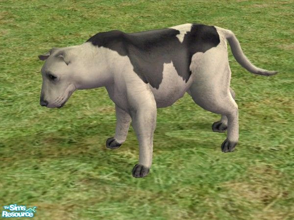 Sims 2 — Cow by TabbyDragon — This cow is extremely absent-minded and may forget that he is standing on your foot. Cow