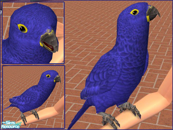 Sims 2 — Hyacinth Macaw by LadyMinion — One of the largest parrots, the Hyacinth Macaw is also one of the most beautiful