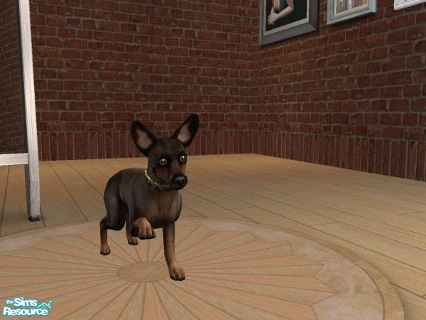 Sims 2 — Chubba by TeXaSrOsE — Chubba is a very funny Chihuahua who has a chubby tail. He's very cute in my game and