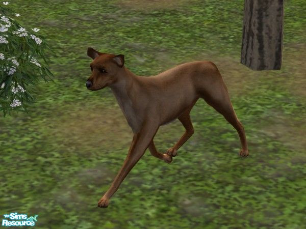 Sims 2 — Deer by TabbyDragon — This deer is extremely talented at prancing around, but not much else.