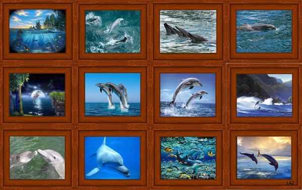 Sims 3 — dolphinCollection2Wide by lzoulek — This collection is the same pictures as my DolphinCollection-Wide but with