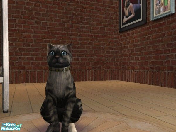 Sims 2 — Max by didi610 — Max is a sporty and crafty cat. He loves explore new places and find friends.