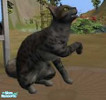 Sims 2 — Joan, The Mixed Breed Kitty by punk_kat216 — Meet Joan, the mixed breed kitty. She has a grey underbelly, an