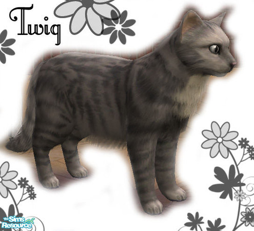 Sims 2 — Twig by Fiejj — This little, fluffy cat wants to join your family!