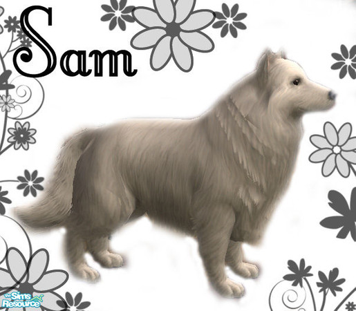 Sims 2 — Sam by Fiejj — This lovely and friendly dog wants to join your family!