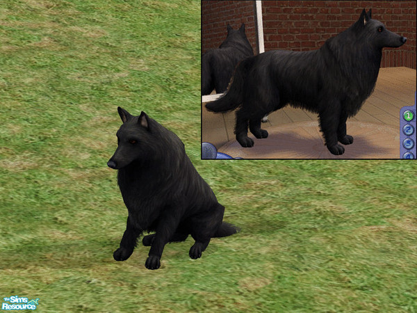 Sims 2 — Belgian Shepherd - Groenendael  by dj_une — One of the four Belgian Shepherd varieties.