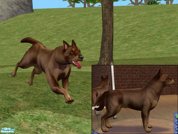Sims 2 — Australian Kelpie by dj_une — Red and tan Kelpie.