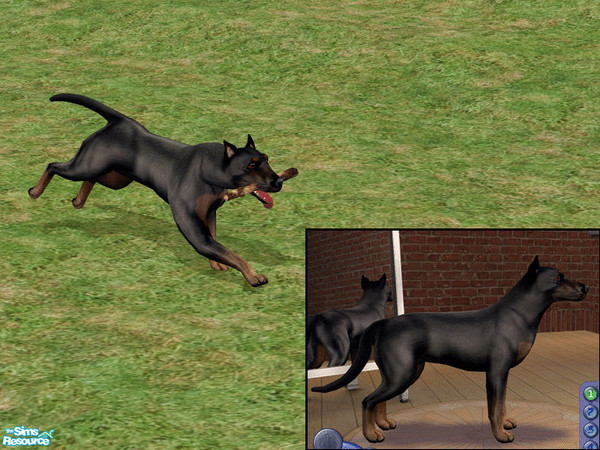 Sims 2 — Beauceron by dj_une — Cropped Beauceron.