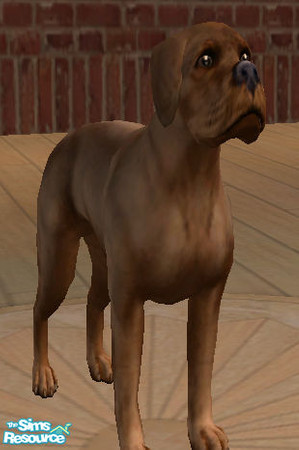 Sims 2 — Hank by lizholsimer — A dog modeled after Hooch from the Tom Hanks movie, Turner & Hooch.