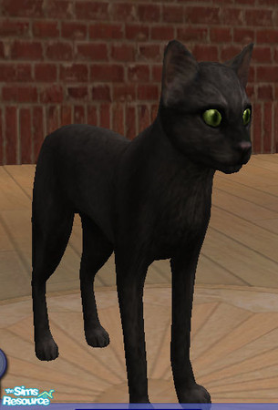 Sims 2 — Binx by lizholsimer — A Halloween themed cat. Named after the cat in the movie, Hocus Pocus.