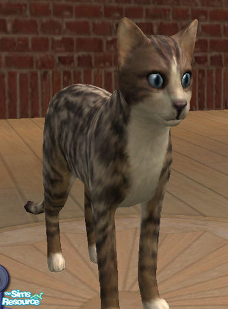 Sims 2 — Callie by lizholsimer — A cute, playful cat.